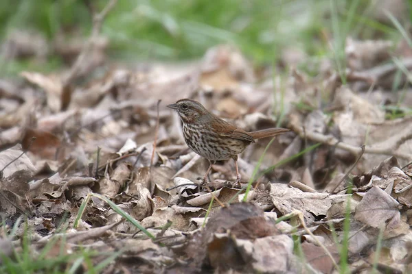 ゴマフスズメ Passerella Iliaca — ストック写真