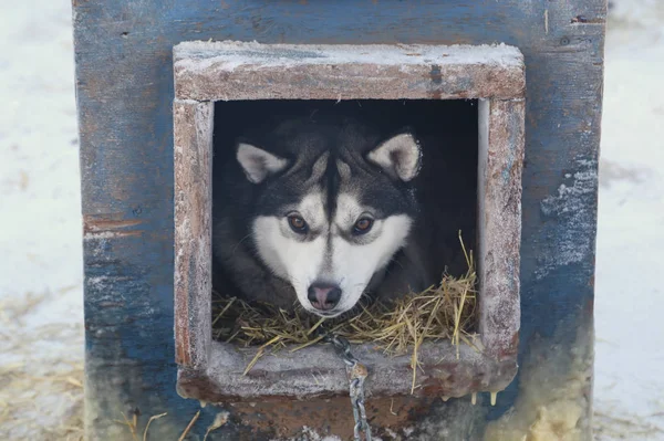 Alaskan Sled Dog in it\'s kennel (canis lupus familiaris)