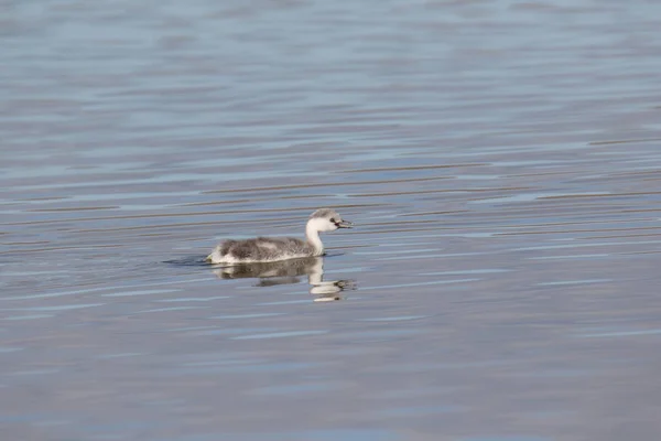 Grebe Clark Juvenil Aechmophorus Clarkii — Fotografia de Stock