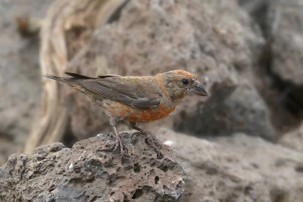 Red Crossbill Male Loxia Curvirostra — Stock Photo, Image