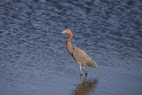 Kırmızımsı Balıkçıl Egretta Rufescens — Stok fotoğraf