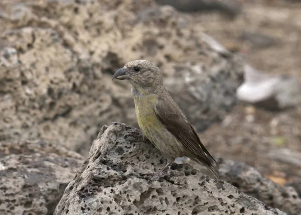 Röd Crossbill Hona Loxia Curvirostra — Stockfoto