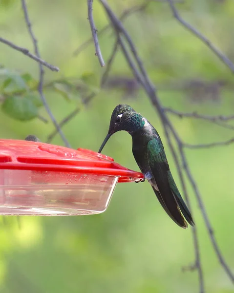 Rivoli's Hummingbird (male) (magnificent) (eugenes fulgens)