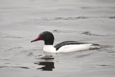 Merganser (erkek) (mergus merganser))
