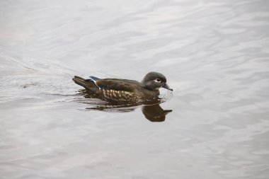 Wood Duck (kadın) (aix sponsa))