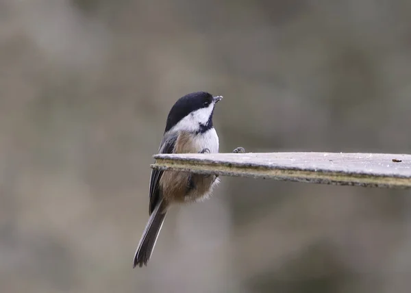 Mésange Tête Noire Atricapillus Poecile — Photo