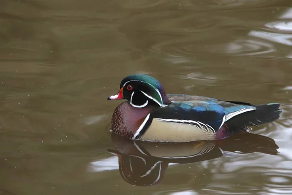 Canard Branchu Mâle Aix Sponsa — Photo