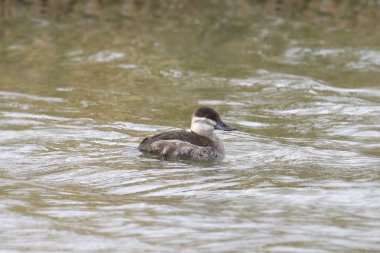 Ruddy Duck (kadın) (oxjura jamaicensis)