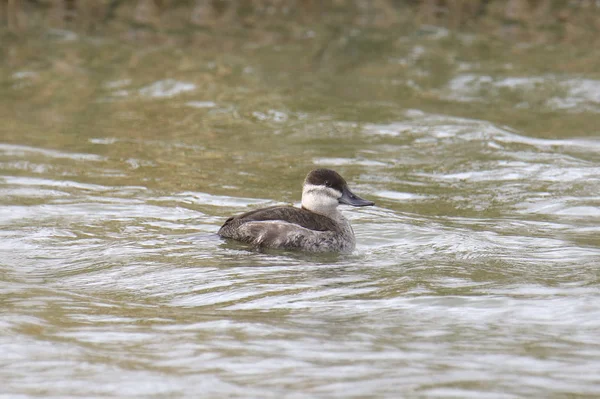 Ruddy Duck Самка Oxjura Jamaicensis — стоковое фото