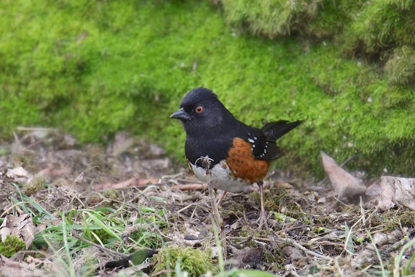 Foltos Tőkehal Pipilo Maculatus — Stock Fotó