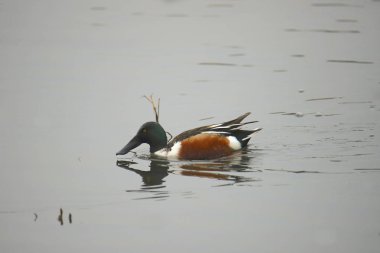 Kuzey Kürekçisi (erkek) (spatula clypeata)