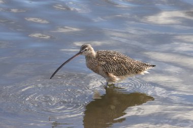 Long-billed Curlew (numenius americanus) clipart