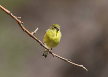 Küçük ispinoz (dişi) (spinus psaltria))