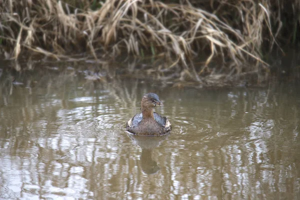 Grebe Bico Torto Podilymbus Podiceps — Fotografia de Stock