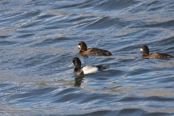 Mindre Scaups Hane Och Två Honor Aythya Affinis — Stockfoto