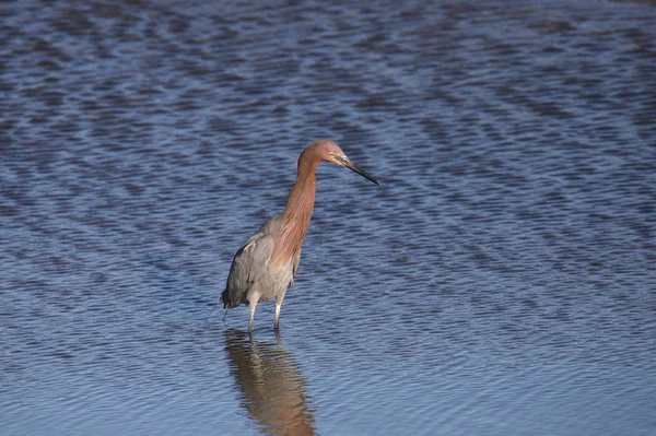 Kırmızımsı Balıkçıl Egretta Rufescens — Stok fotoğraf