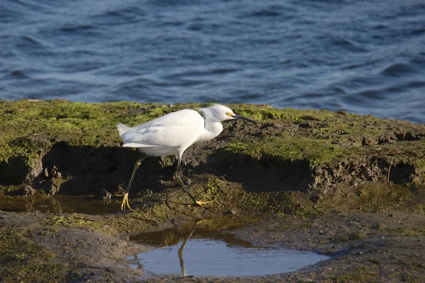 Snowy Egret Egretta Thula — Stock Photo, Image