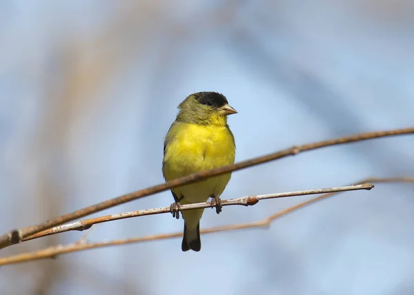 Lesser Goldfinch Male Spinus Psaltria — Stock Photo, Image