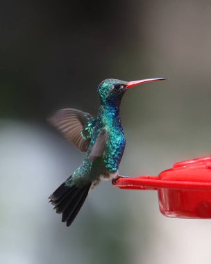 Geniş gagalı sinekkuşu (erkek) (cynanthus latirostris)