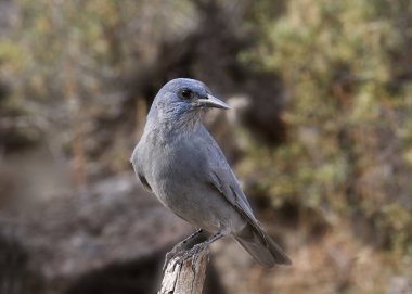 Pinyon Jay (gymnohinus siyancephalus