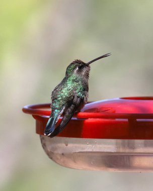 Geniş gagalı sinekkuşu (dişi) (cynanthus latirostris)