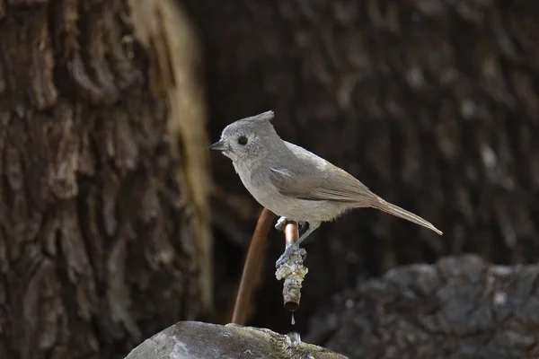 Souris Taupe Genévrier Baeolophus Ridgwayi — Photo