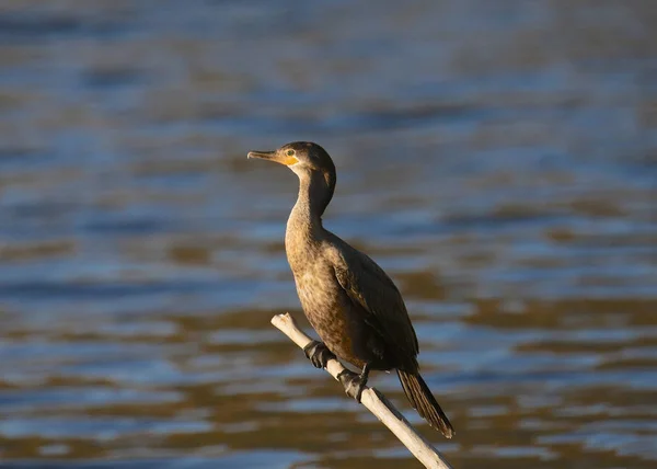 Double Crested Cormorant Phalacrocorax Auritus — Stock Photo, Image