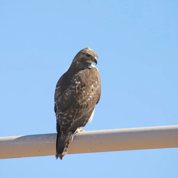 Rödstjärtad Hök Omogna Buteo Jamaicensis — Stockfoto