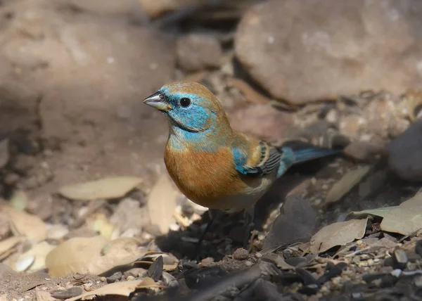 Lazuli Bunting Maschio Non Riproduttore Passerina Amoena — Foto Stock