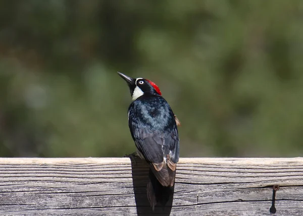 橡果啄木鸟 黑色素 — 图库照片
