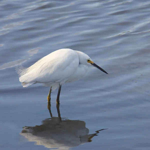 Egret Nevado Egretta Thula — Fotografia de Stock