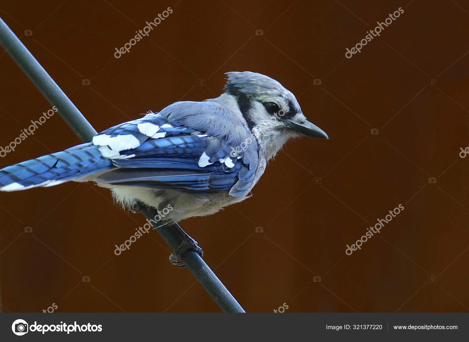 Blue Jay Cyanocitta Cristata Stock Photo by ©vagabond54 321377220