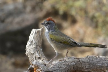Yeşil kuyruklu Towhee (pipilo chlorurus)