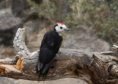Beyaz başlı ağaçkakan (erkek) (leuconotopicus albolarvatus)