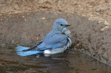 Dağ Mavisi (erkek) banyo yapıyor (sialia currucoides)