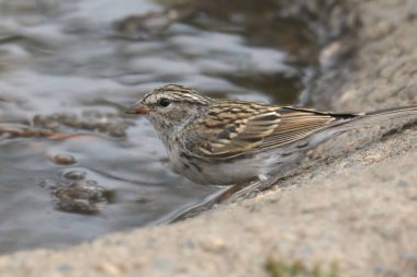 Brewer 's Sparrow (spizella breweri)