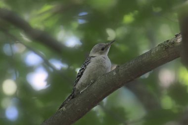 Kızıl başlı ağaçkakan (olgunlaşmamış) (melanerpes eritrocephalus))