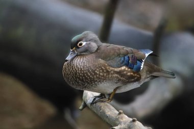 Wood Duck (kadın) (aix sponsa))