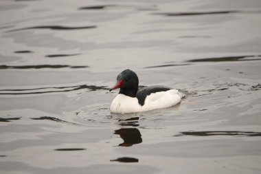 Merganser (erkek) (mergus merganser))