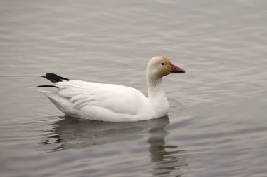 Kar Kaz (chen caerulescens))