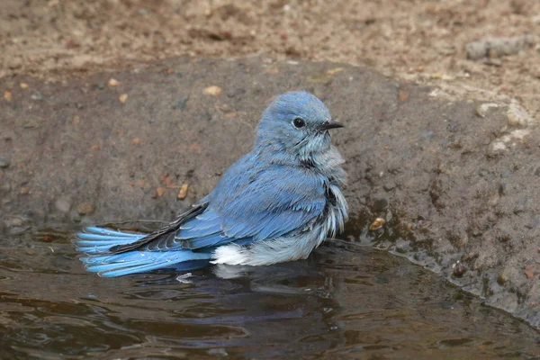 Mountain Bluebird Male Taking Bath Sialia Currucoides — Stock Photo, Image