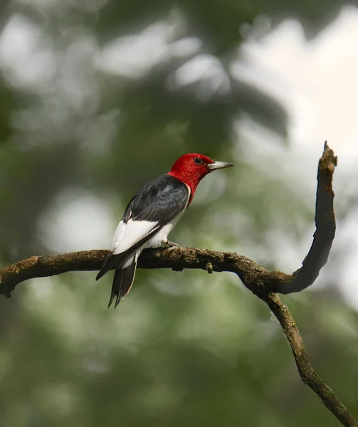 Pájaro Carpintero Pelirrojo Melanerpes Erythrocephalus — Foto de Stock