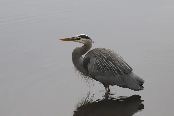 Velká Modrá Volavka Ardea Herodias — Stock fotografie