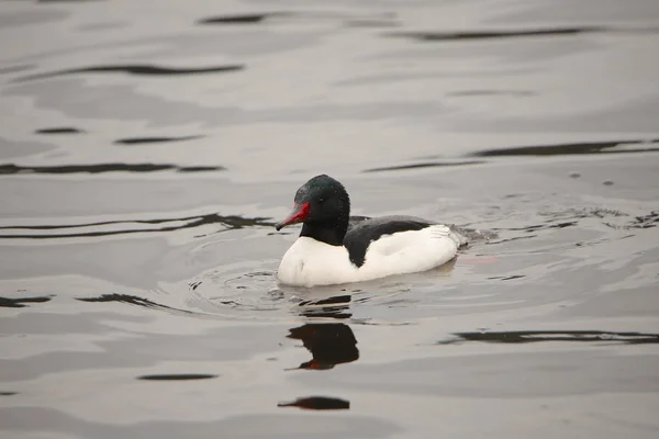 Almindelig Merganser Han Mergus Merganser - Stock-foto