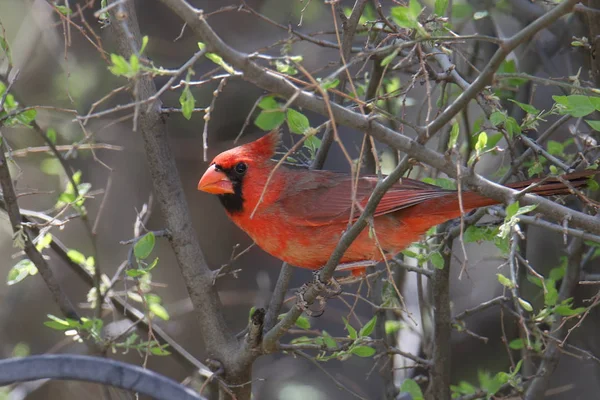 Cardeal Norte Masculino Cardinalis Cardinalis — Fotografia de Stock