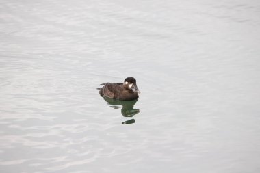 Surt Scoter (kadın) (melanitta perspicillata)
