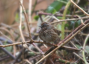Şarkı Serçesi (melospiza melodisi))