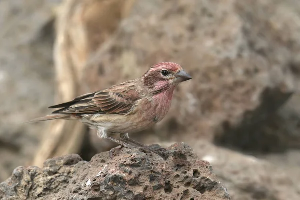 Cassin Finch Male Haemorhous Cassini — Stock Photo, Image