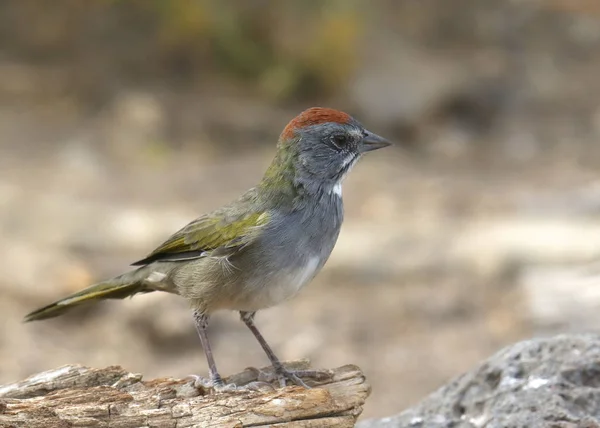 Groen Staartwit Pipilo Chlorurus — Stockfoto