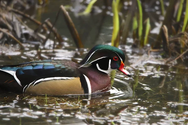 Canard Branchu Mâle Aix Sponsa — Photo